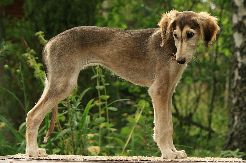 Ameenan lapset 12 vko 364.JPG - Mureena